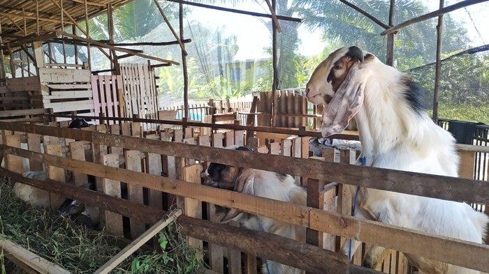 Salah satu cara lain mendeteksi masalah kesehatan pada hewan qurban adalah dengan meraba bagian telinga. Jika terasa panas, tandanya hewan mengalami dendam dan sedang terkena penyakit.