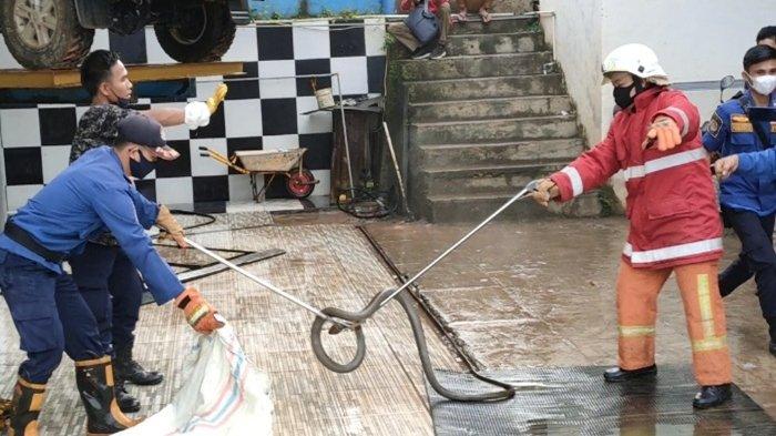 Seekor ular kobra muncul di halaman Dispora PALI.