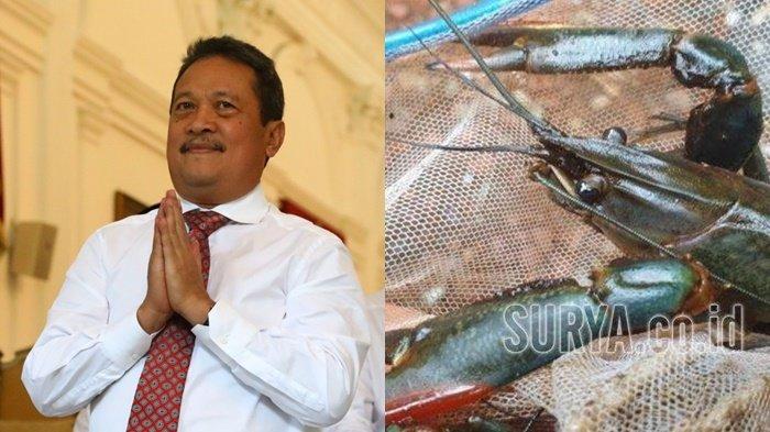 Menteri Kelautan dan Perikanan Sakti Wahyu Trenggono akan evaluasi ekspor benur