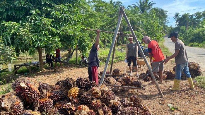 Para petani sawit di Desa Semanggus, Kecamatan Talang Ubi, Kabupaten PALI menimbang TBS kelapa sawit.