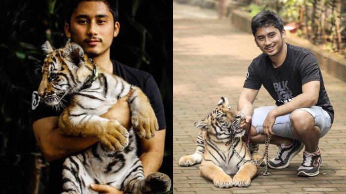 Jinora, harimau betina milik Alshad Ahmad.