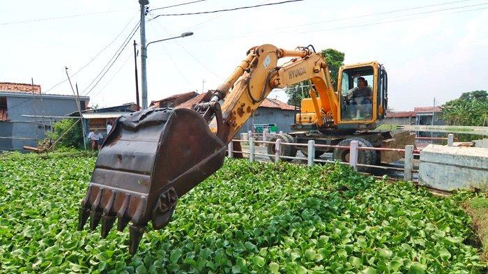 Pembersihan eceng gondok di Sungai Bremi Pekalongan