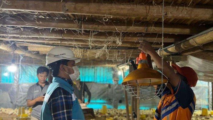 Pertanian Modern Berbasis Listrik Kian Berkembang, Program Electrifying Agriculture PLN Tumbuh 22,28 Persen
