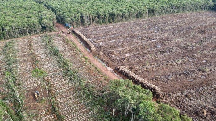 PERAMBAHAN - Aktivitas perambahan hutan oleh PT SIS di wilayah hutan adat Kampung Zinage, Kabupaten Merauke.