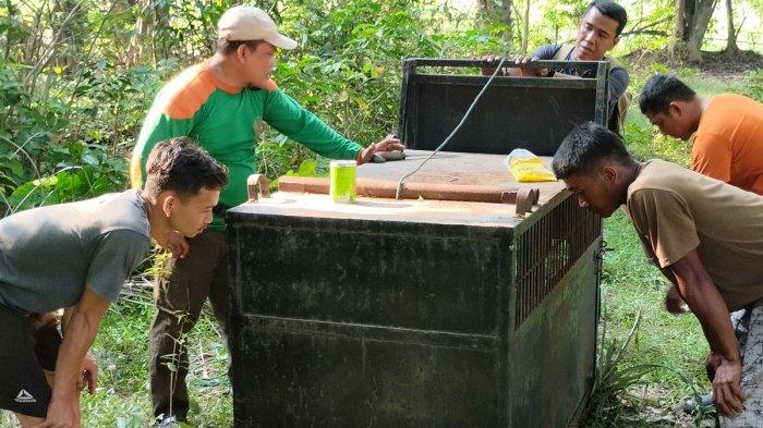 BB KSDA Riau Resort Petai membawa kerangkeng besi sebagai perangkap beruang madu yang masuk ke pekarangan warga di Desa Kampung Baru, Kecamatan Sentajo Raya, Kuansing, Senin (15/7/2024).