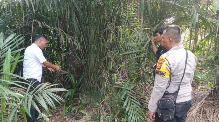 Kanit PPA Satreskrim Polres Siak Aipda Leonar Pakpahan menunjukkan lokasi pemerkosaan terhadap siswi kelas 7 SMP di dalam semak di Tualang.