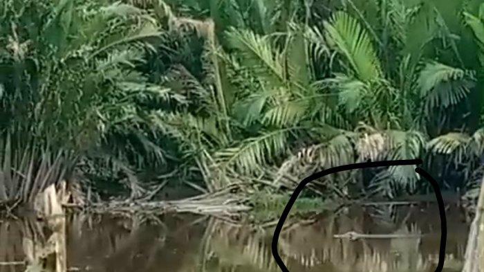 Kemunculan buaya di Sungai Anak Serka Inhil.