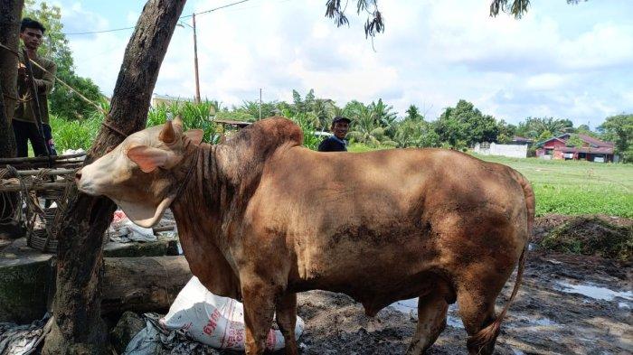 BANTUAN PRESIDEN - Sapi Kurban Presiden Prabowo Subianto untuk Kabupaten Bengkalis di Idul Adha 2025
