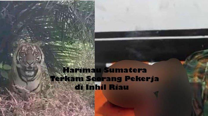Seorang Warga Pelalawan Riau Tewas Diterkam Harimau Sumatera saat Bekerja di Kebun di Inhil
