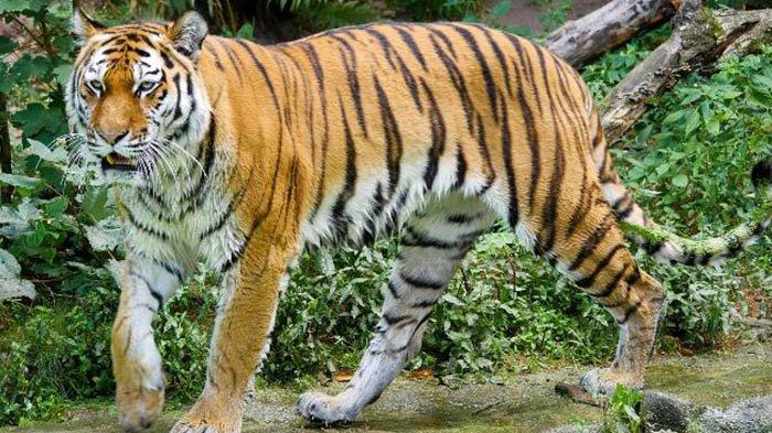 Sopir bertemu Harimau di jalan