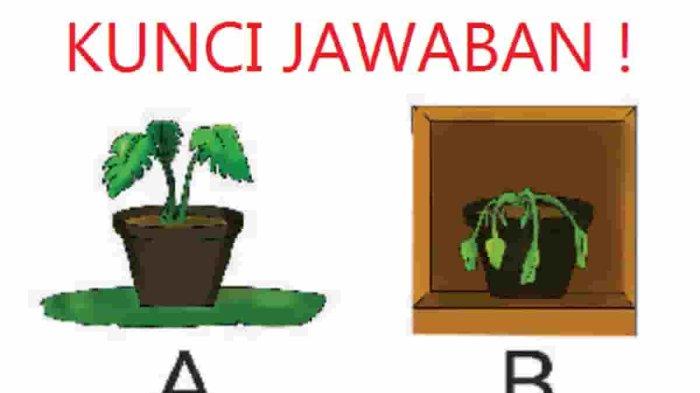 Apa yang membedakan pot A dan pot B dalam percobaan Aga, Mengapa pot B layu walaupun sudah disiram air oleh Aga.