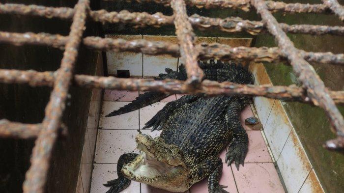 Kepolisian Sektor Jawai Selatan bersama Balai Konservasi Sumber Daya Alam (BKSDA) Sambas melakukan evakuasi seekor buaya dengan panjang 2 meter, serta bobot 60 kg milik warga Desa Matang terap Kecamatan Jawai Selatan, Minggu 5 Mei 2024)