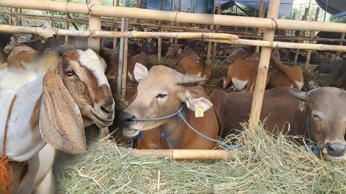 DAFTAR Harga Sapi dan Kambing Terbaru 2024 untuk Kurban Idul Adha di Seluruh Wilayah Indonesia.