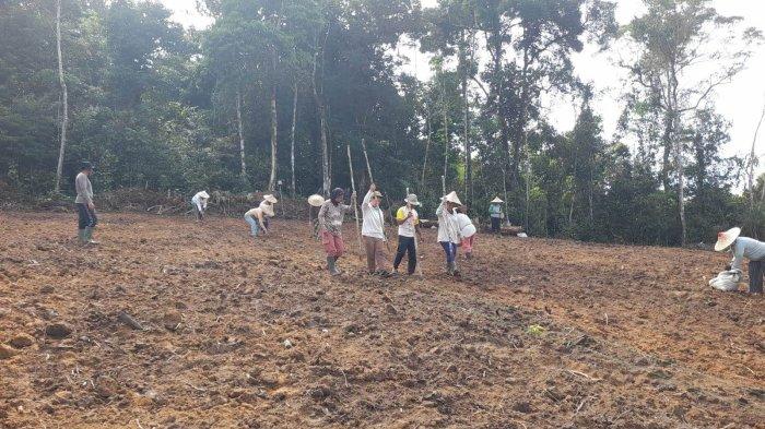 TANAM JAGUNG - Polsek Batang Tarang melaksanakan penanaman bibit jagung di lahan demplot II seluas 1 hektare yang terletak di Dusun Syam, Desa Temiang Taba, Kecamatan Balai, Kabupaten Sanggau, pada Sabtu 28 Juni 2025. Penanaman ini merupakan tindak lanjut dari komitmen Polri dalam mendukung ketahanan pangan daerah melalui optimalisasi lahan pertanian yang dimiliki Polsek.