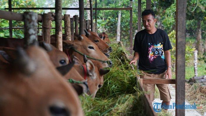 Zain yang merupakan salah seorang pedagang hewan kurban di Gang Mulyo, Desa Kapur, Sungai Raya, Kubu Raya saat menunjukkan hewan kurbannya, Minggu 9 Juni 2024.