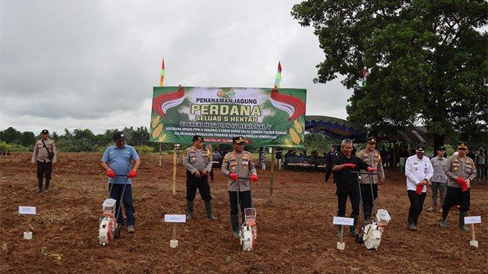 TANAM PERDANA - Penanaman Perdana Tanaman Jagung seluas 5 hektare dalam Hak Guna Usaha (HGU) PTPN IV Regional 5 Kebun Danau Salak, di Dusun Jabuk, Desa Bawahan Selan, Kecamatan Mataraman.