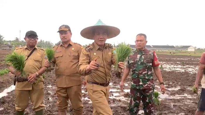 Pj Wali Kota Pontianak Ani Sofian bersama para petani melakukan penanaman padi di musim gadu di lahan yang terletak di Gang Flora Kelurahan Batulayang Kecamatan Pontianak Utara.