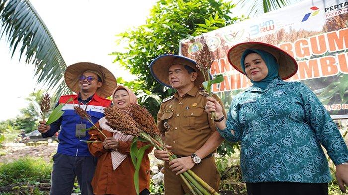 Pj Wali Kota Pontianak Ani Sofian memanen sorgum yang dikembangkan oleh Badan Usaha Milik RW (BUMRW) 33 Kelurahan Siantan Hilir Kecamatan Pontianak Utara.