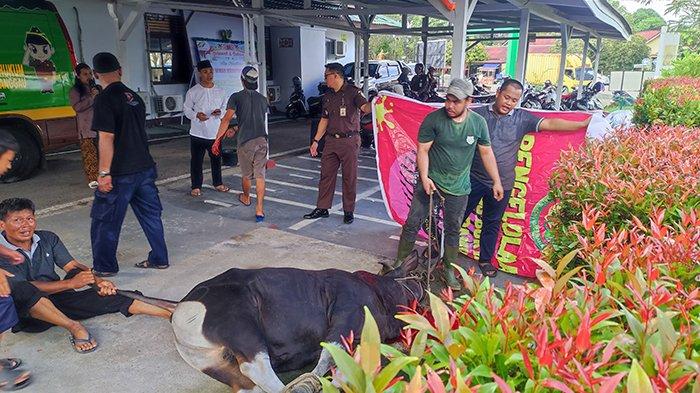 Suasana ketika Kejaksaan Negeri Sanggau melakukan pemotongan hewan kurban di halaman Kantor Kejari Sanggau, Kalimantan Barat, Rabu 19 Juni 2024.