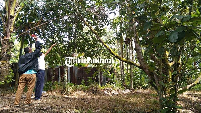 Tampak beberapa warga melihat secara langsung lokasi ditemukannya remaja pria yang tergantung di atas pohon durian, dibelakang rumahnya beralamat di Gg Genteng, Desa Kuala Dua, Kecamatan Sungai Raya, Kabupaten Kubu Raya, Senin 27 November 2023
