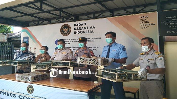 Tampak sejumlah barang sitaan dihadirkan di Balai Karantina Pertanian Kelas 1 Pontianak, Kalimantan Barat, Kamis 25 Januari 2024.