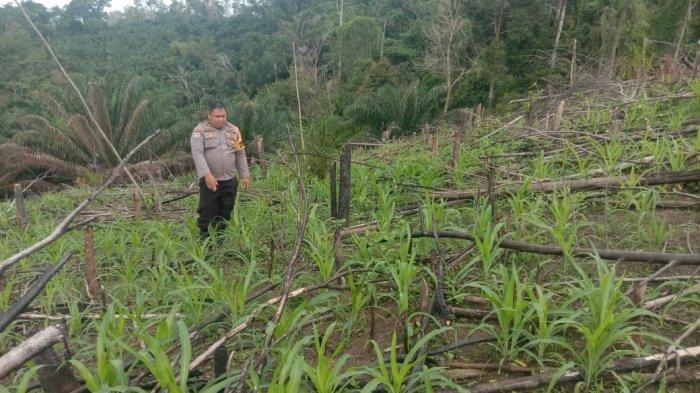 CEK PERTUMBUHAN JAGUNG - Bhabinkamtibmas Polsek Sebangki, Aipda Junaidi Atos, bersama anggota Kelompok Tani (Poktan) Dollah, Marselinus Akun, cek progres tanaman jagung di Poktan Dollah yang terletak di Desa Sebangki, Kecamatan Sebangki, Kabupaten Landak, Rabu 2 April 2025. Kegiatan pengecekan ini dilakukan guna memantau perkembangan tanaman jagung yang telah ditanam sejak Maret 2025 dengan luas lahan mencapai 3 hektare.