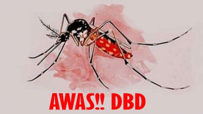 Ilustrasi DBD - Waspada DBD Musim Hujan! Simak Gejala DBD pada Anak yang Paling Umum Terjadi.