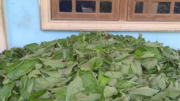 Daun Kratom atau purik yang baru dipanen oleh petani, yang tidak terserang oleh hama ulat, di pesisir sungai Kapuas, Kabupaten Kapuas Hulu, Senin 29 April 2024.