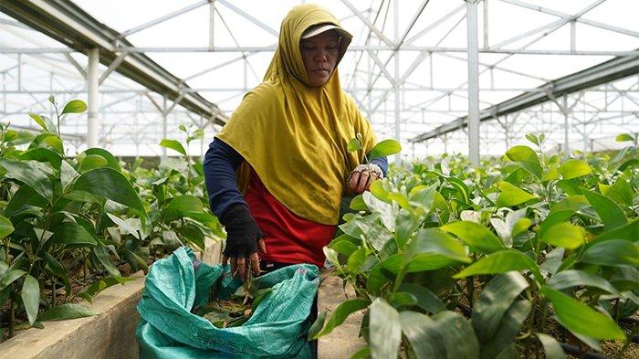 Tampak pekerja perempuan sedang melakukan proses pembibitan bibit akasia, di PT Mayawana Persada, Kecamatan Simpang Hulu, Kabupaten Ketapang, Jumat, 19 April 2024. Kaum perempuan di kawasan tersebut bekerja dalam bidang nursery, sehari-hari melakukan pembibitan, penanaman, dan pemeliharaan tanaman yang nantinya ditanam pada areal yang telah ditentukan.