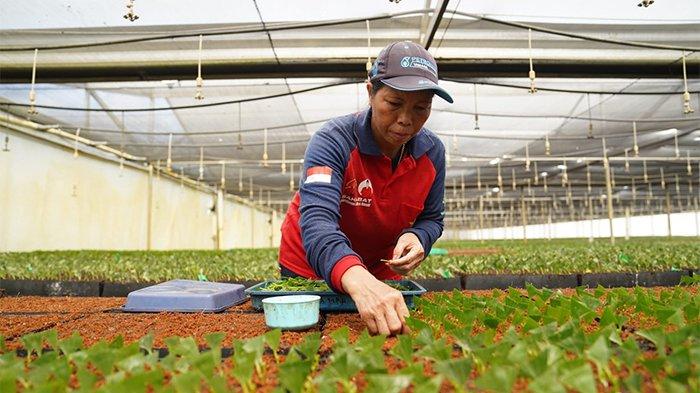 Tampak pekerja perempuan sedang melakukan proses pembibitan bibit akasia, di PT Mayawana Persada, Kecamatan Simpang Hulu, Kabupaten Ketapang, Jumat, 19 April 2024. Kaum perempuan di kawasan tersebut bekerja dalam bidang nursery, sehari-hari melakukan pembibitan, penanaman, dan pemeliharaan tanaman yang nantinya ditanam pada areal yang telah ditentukan.