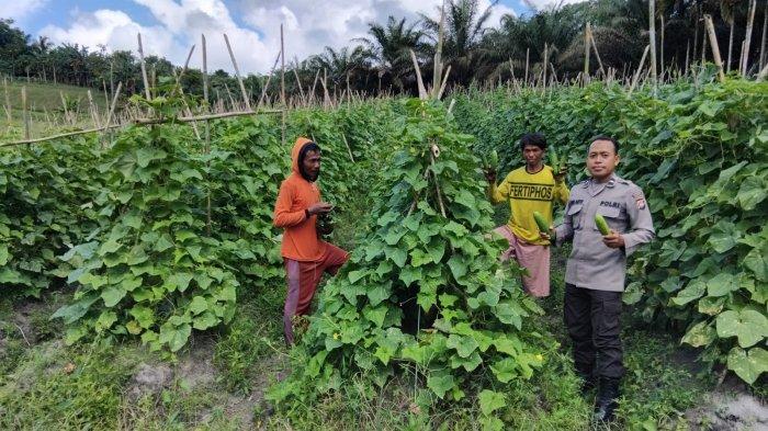 PANEN SAYURAN - Personel Polsek Mandor bersama petani panen sayur, Senin 16 Juni 2025. Kegiatan ini dilaksanakan di lahan milik warga Dusun Kerohok, Desa Kerohok, Kecamatan Mandor, Kabupaten Landak