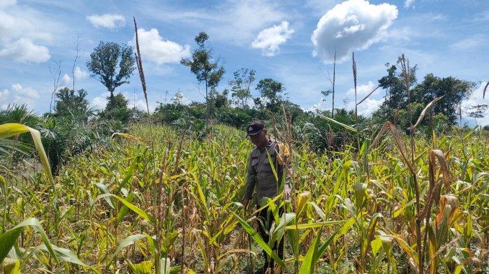 TANAMAN JAGUNG - Personel Polsek Mandor cek progres tanaman jagung di Desa Ponggok, Senin 21 April 2025. Kegiatan ini bertujuan untuk memastikan bahwa tanaman jagung tumbuh dengan baik dan subur