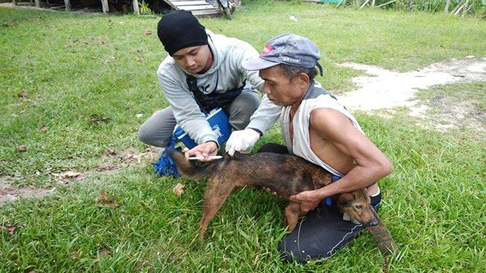 Petugas vaksinator melakukan vaksinasi anjing milik warga. Gigitan hewan penular rabies di Kabupaten Sintang, Kalimantan Barat, belum mereda. Dinas Pertanian dan Perkebunan Kabupaten Sintang mencatat, hingga 19 Juli 2023, tercatat sudah 535 kasus gigitan dengan 8 orang korban meninggal dunia.