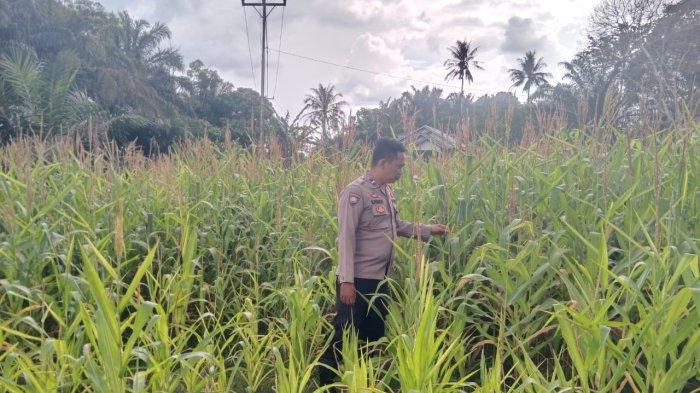MONITORING JAGUNG - Kanit Binmas Polsek Sebangki, Aipda Suriansyah monitoring tanaman jagung, Selasa 18 Maret 2025. Dari hasil pengecekan, rata-rata tinggi tanaman jagung telah mencapai 120-150 cm dari permukaan tanah.