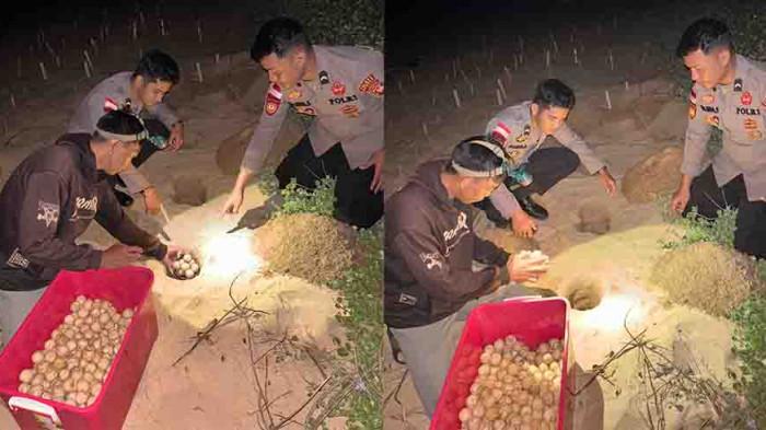 TELUR PENYU - Sebanyak 445 butir telur penyu berhasil disita, Satreskrim Polres Sambas menyerahkan barang bukti tersebut kepada WWF Indonesia untuk dilakukan proses penetasan secara alami. Barang bukti telur penyu yang bergasil diamankan masih layak untuk ditetaskan.