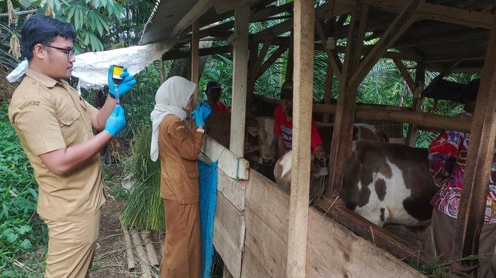 Petugas dari Dinas Pertanian, Pangan dan Perikanan, Kabupaten Tasikmalaya ketika melakukan vaksinasi terhadap sapi di wilayah Kabupaten Tasikmalaya, Selasa (7/1/2025).