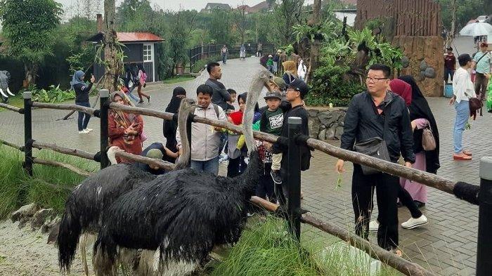 Suasana wisata di Lembang Park & Zoo. (Instagram/lembang_parkzoo)