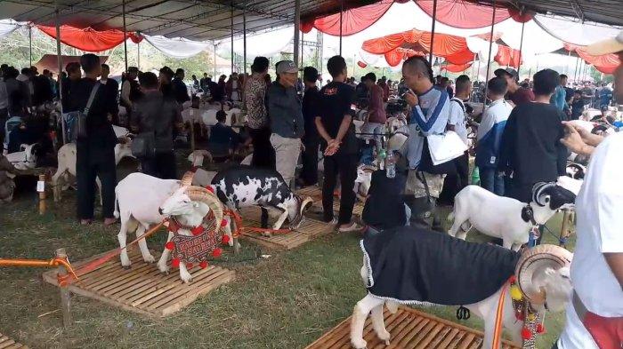 PESTA PATOK - Sebanyak 419 peserta mengikuti Pesta Patok Domba Kambing 2025, tingkat Kabupaten Tasikmalaya yang berlangsung di Lapangan Gebu, Kamis (26/6/2025)