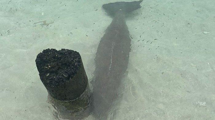 Bayi dugong nyasar di objek wisata Pulau Panjang, Kecamatan Pulau Banyak, Aceh Singkil. Foto direkam, Selasa (2/1/2024).