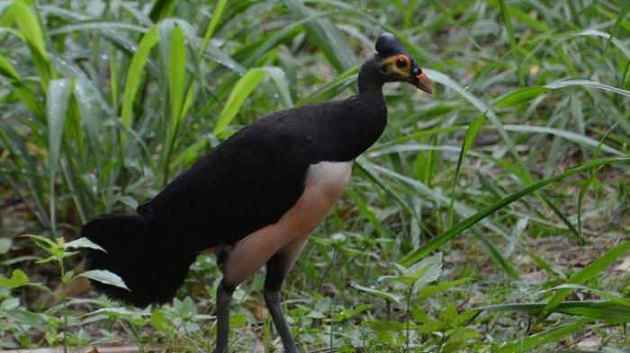 Burung maleo senkawor dalah satu spesies burung terancam punah di Indonesia. Spesies burung terancam punah di Indonesia terbanyak di dunia.