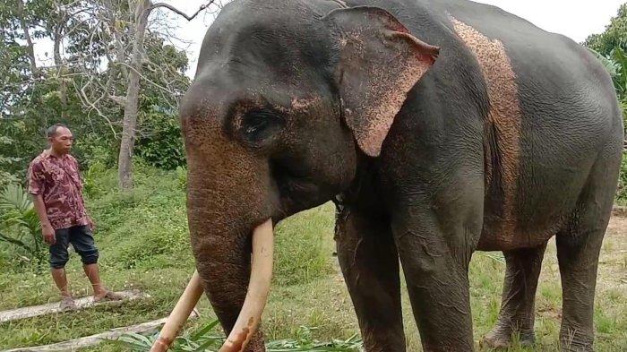 Seekor gajah jantan jinak bernama Affan yang sering digunakan petugas CRU di Aceh Utara untuk mengusir gajah liar yang merusak tanaman