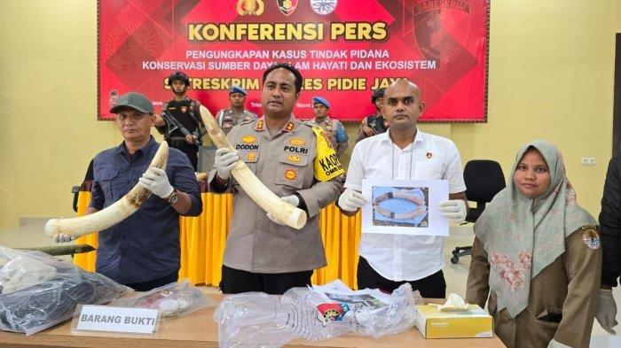 Kapolres Pijay, AKBP Dodon Priyambodo SH SIK MSi (dua kiri) bersama kepala BKSDA Aceh, Kamaruzzaman (kiri), Kasat Reskrim, Iptu Irfan SH (dua kanan) dan dokter ahli hewan, drh Rika Marwati (kanan) memperlihatkan sepasang gading gajah Sumatra serta beberapa BB lainnya dalam Konferensi Pers di Aula Mapolres Pijay, Jumat (8/3/2024)