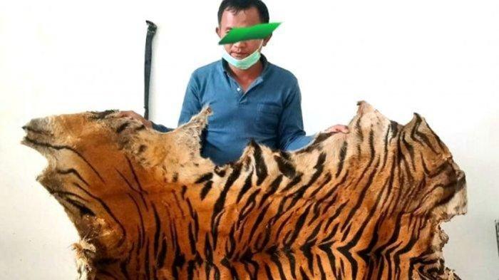 TERSANGKA AS (48) menunjukkan barang bukti kulit harimau yang diperjualbelikannya. AS tersangka penjual ti ga lembar kulit harimau segera disidang setelah berita acara pemeriksaan (BAP) yang dilimpahkan Balai Gakkum KLHK Wilayah Sumatera dinyatakan lengkap oleh Kejati Aceh.