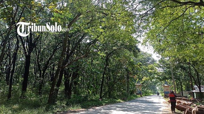 Kawasan Alas Kethu, Wonogiri yang rindang. Sejarah terbentuknya hutan Alas Kethu adalah berkaitan dengan utusan Kerajaan Demak yang melanggar sumpah.