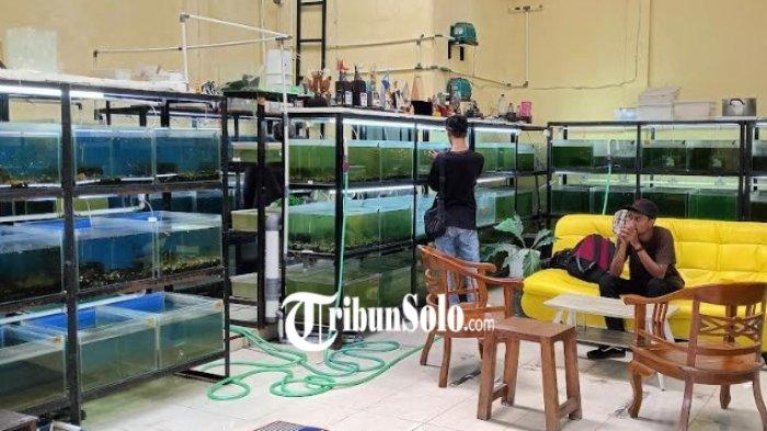 YUSUF GUPPY FARM - Kini miliki 30 jenis ikan hias Guppy berbeda, Vendi Galih (22) pemilik Yusuf Guppy Farm pernah hampir bangkrut saat Pandemi Covid-19 melanda dunia.