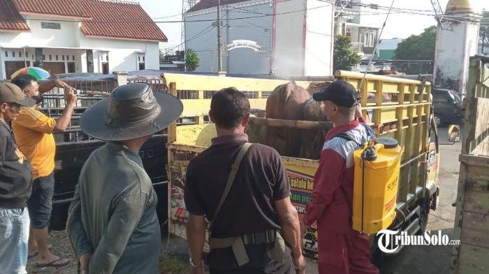 CEGAH PMK - Dinas Pertanian dan Perikanan Kabupaten Sukoharjo melakukan penyemprotan disenfektan pada sapi di pasar hewan Bekonang pada Kamis (8/5/2025). Penyemprotan dilakukan untuk mencegah terjadinya serangan Penyakit PMK pada sapi yang dimiliki peternak jelang hari raya Idul Adha.