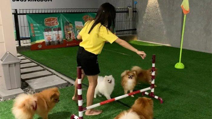 Suasana Dogs Kingdom