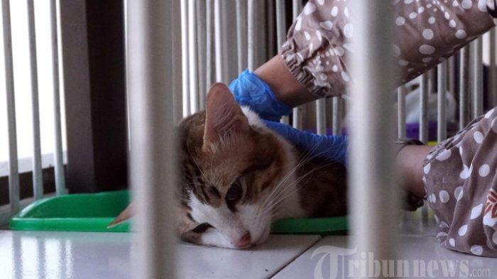 KUCING DIRAWAT - Ilustrasi dokter hewan mengambil kucing jantan yang sudah pingsan untuk dikastrasi di UPTD Klinik Hewan Kota Bandung, Jalan Pelindung Hewan, Kota Bandung, Jawa Barat, Jumat (21/6/2024). Viral pecinta hewan di Sukoharjo, Jateng, melaporkan aksi pelemparan kucing dari lantai 2 Pasar Ir Sukarno yang berakibat kucing mati, begini nasib pelaku. (TRIBUN JABAR/GANI KURNIAWAN)