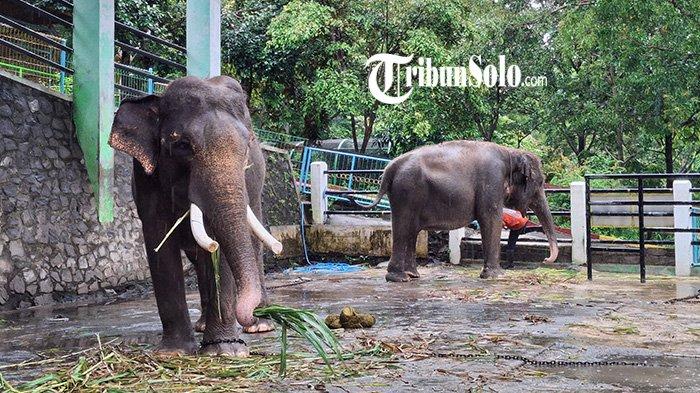 Gajah di taman satwa Waduk Gajah Mungkur Wonogiri, Minggu (5/1/2025).