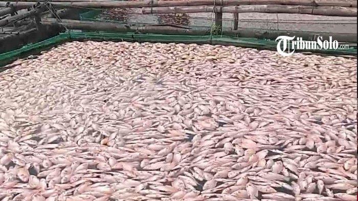 IKAN MATI MENDADAK - Ikan mati mendadak di karamba jaring apung Waduk Cengklik, Boyolali, Jawa Tengah, Jumat (21/3/2025). Total ada 19,1 ton ikan yang mati diduga akibat fenomena upwelling tersebut.